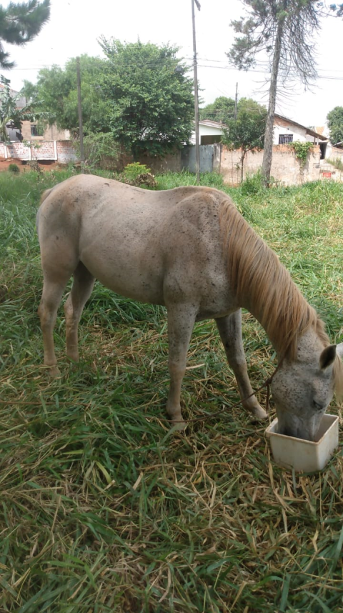 Vendo cavalo para 3